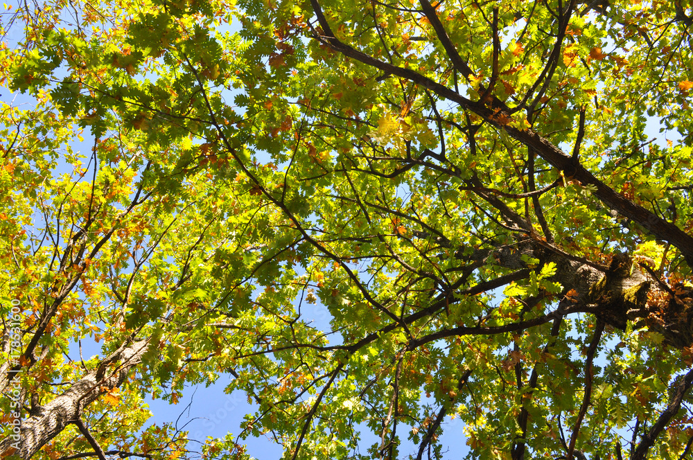 Oak forest in autumn bottom view. Natural forest background Oak forest in autumn bottom view. Natural forest background