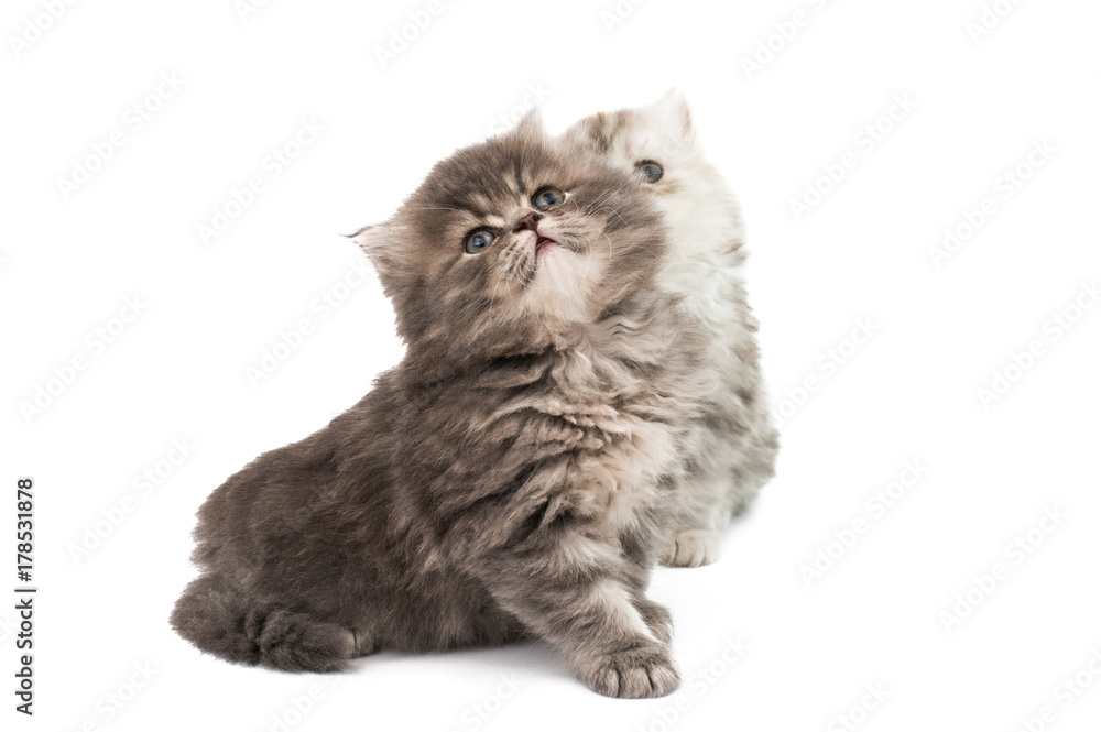 fluffy kittens isolated