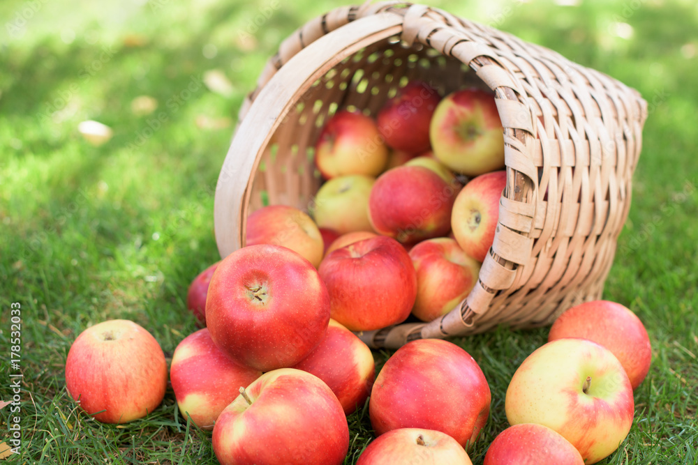 Red apples in a basket Red apples in a basket