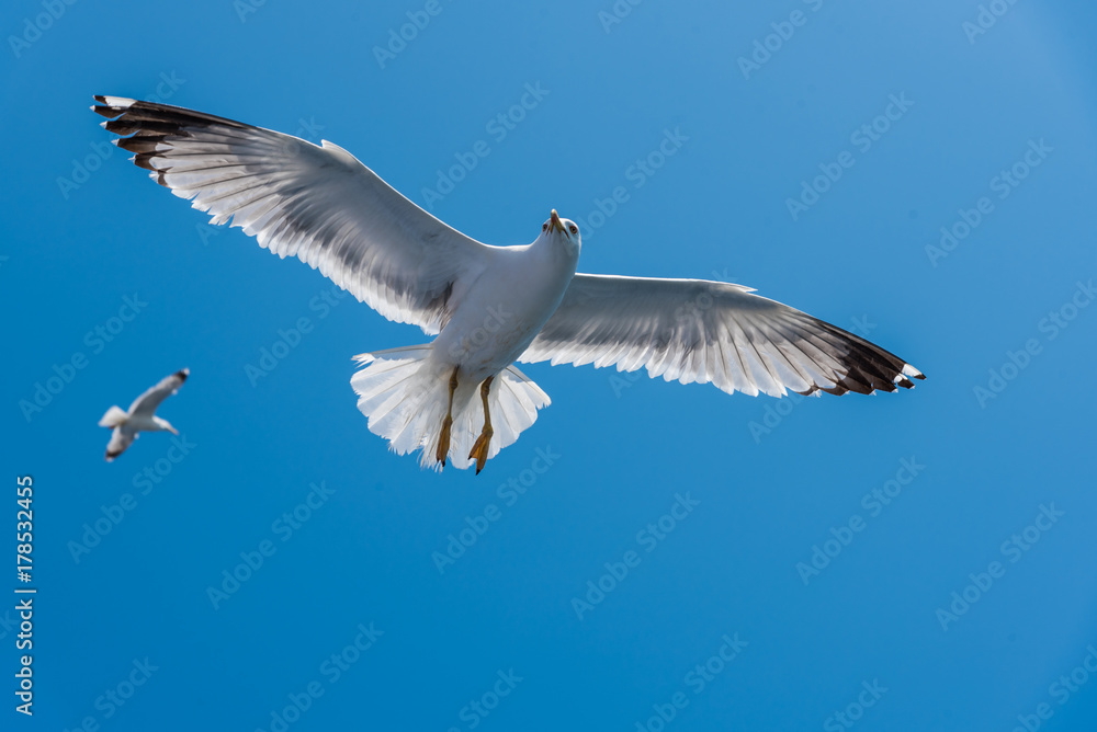 Seagulls at the Ionian sea