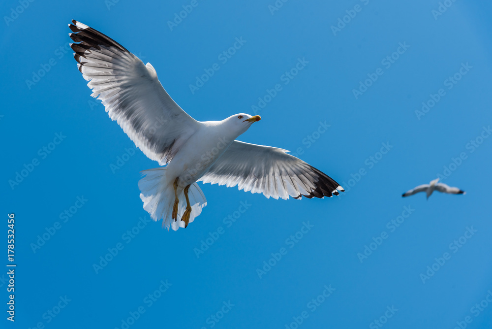 Obraz premium Seagulls at the Ionian sea