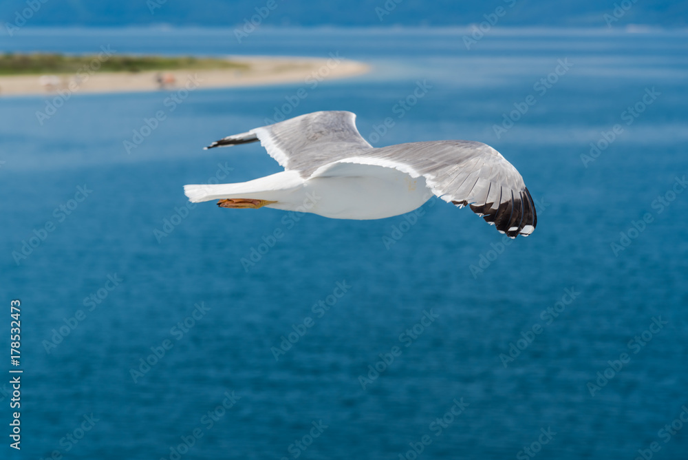 Fototapeta premium Seagulls at the Ionian sea
