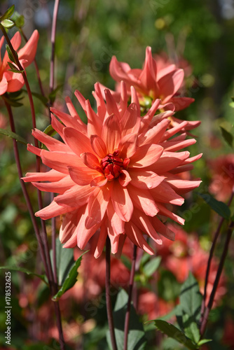 Fototapeta Naklejka Na Ścianę i Meble -  Dahlia rose au jardin en été