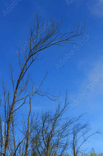  This is your image! A dry branch of tree against blue sky abstract background. A dry branch of tree against blue sky abstract background.