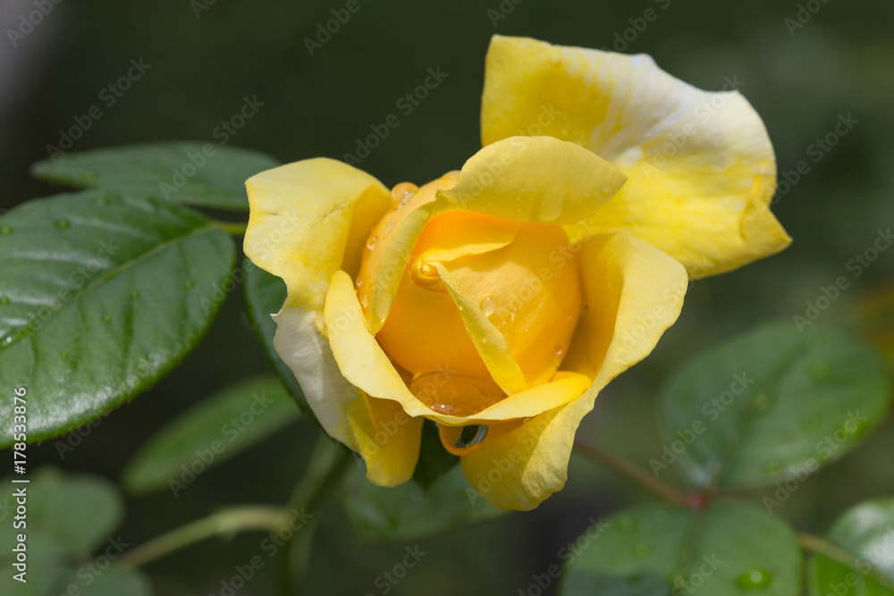Rose jaune