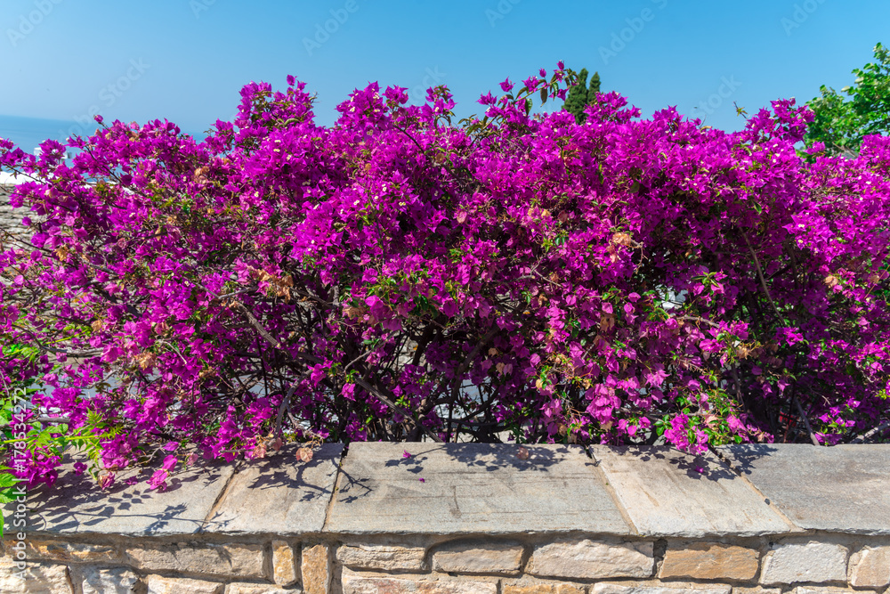 Obraz premium Beautiful mediterranean flowers