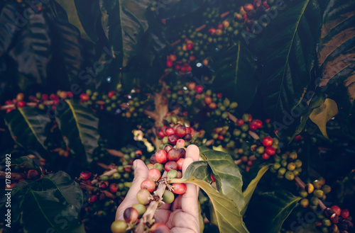 arabica coffee berries with agriculturist hands. Hand holding coffee bean in the morning with filter