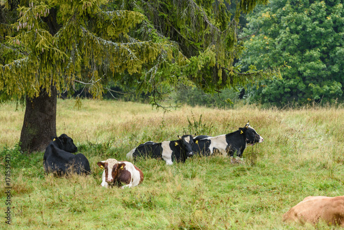farm cows resting in the meadow near farm