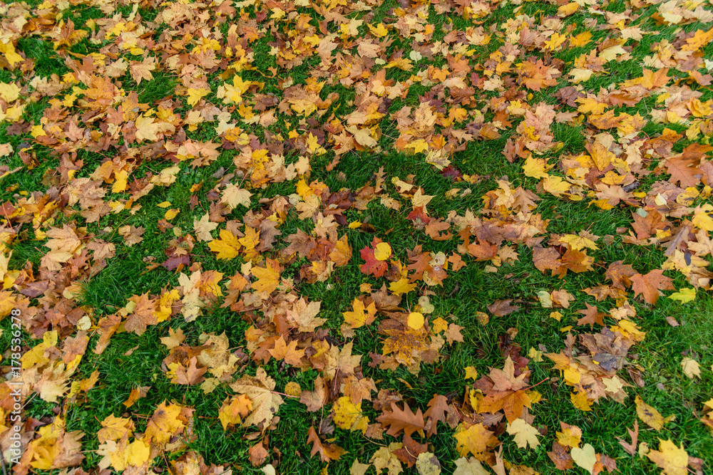 autumn colored tree leaves in the park autumn colored tree leaves in the park