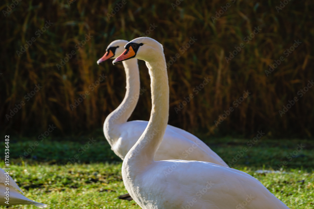 swan close up on lake water in sunny autumn day swan close up on lake water in sunny autumn day