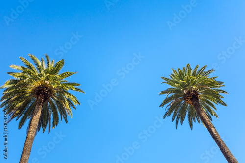 Palms of Beverly Hills