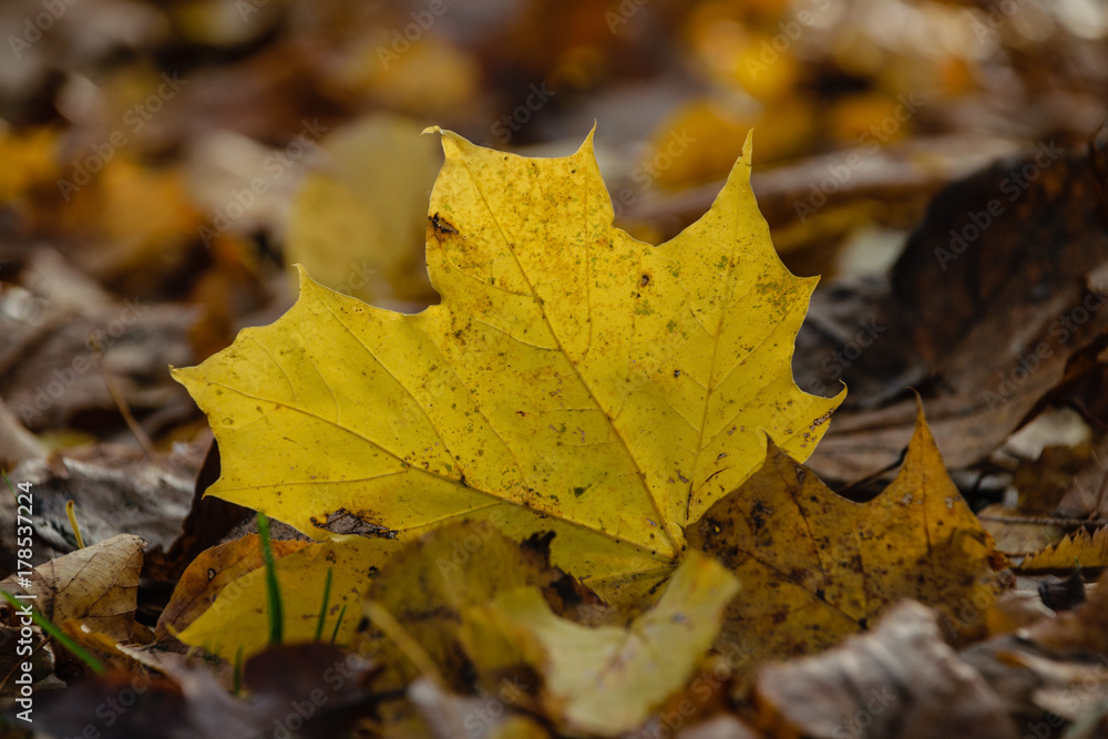 autumn colored tree leaves in the park autumn colored tree leaves in the park