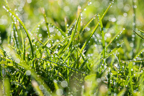 green grass with dew drops in sunlight on a spring meadow. © yanikap