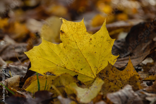 autumn colored tree leaves in the park