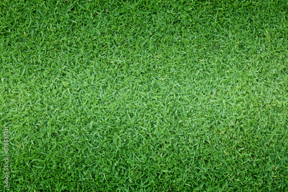 grass background Golf Courses green lawn - obrazy, fototapety, plakaty 