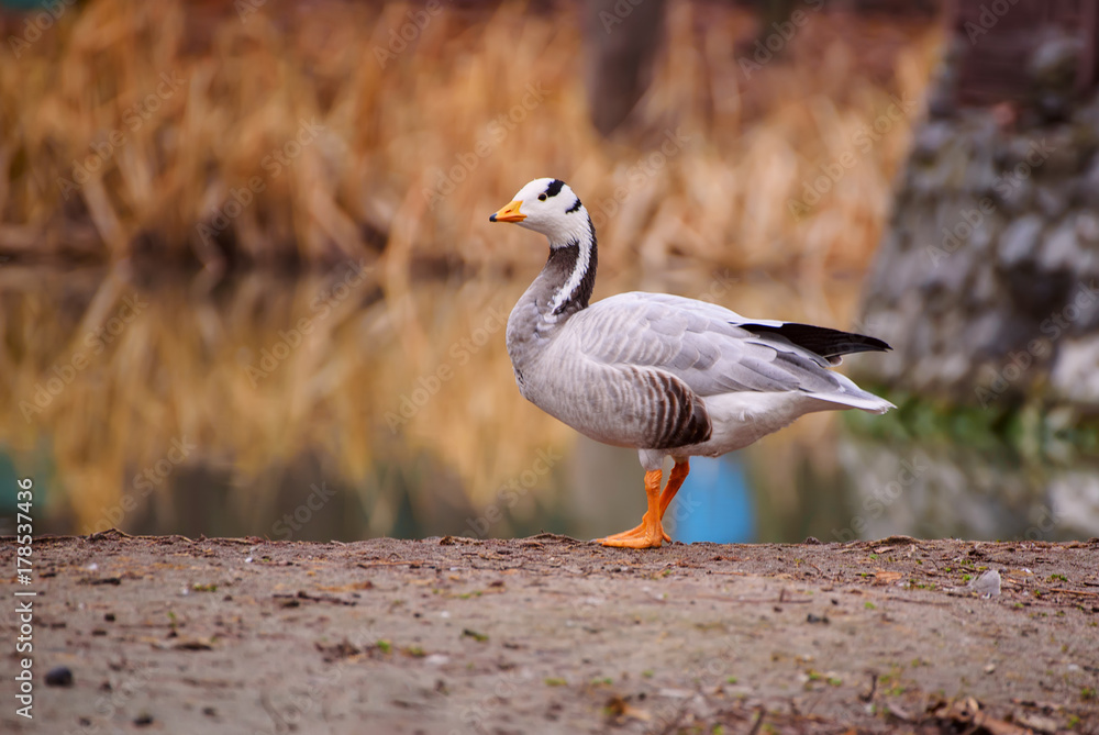 Bar-headed goose, Anser indicus, single bird near the autumn lake, animal natural background Bar-headed goose, Anser indicus, single bird near the autumn lake, animal natural background