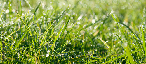 panorama green grass with dew drops in sunlight on a spring meadow