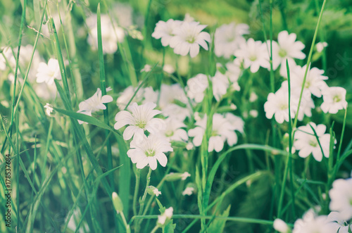 White tender spring flowers  Cerastivum arvense  growing at meadow. Seasonal natural floral background