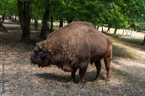 Wild aurochs