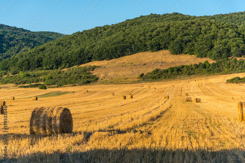 Fototapeta premium Straw balot