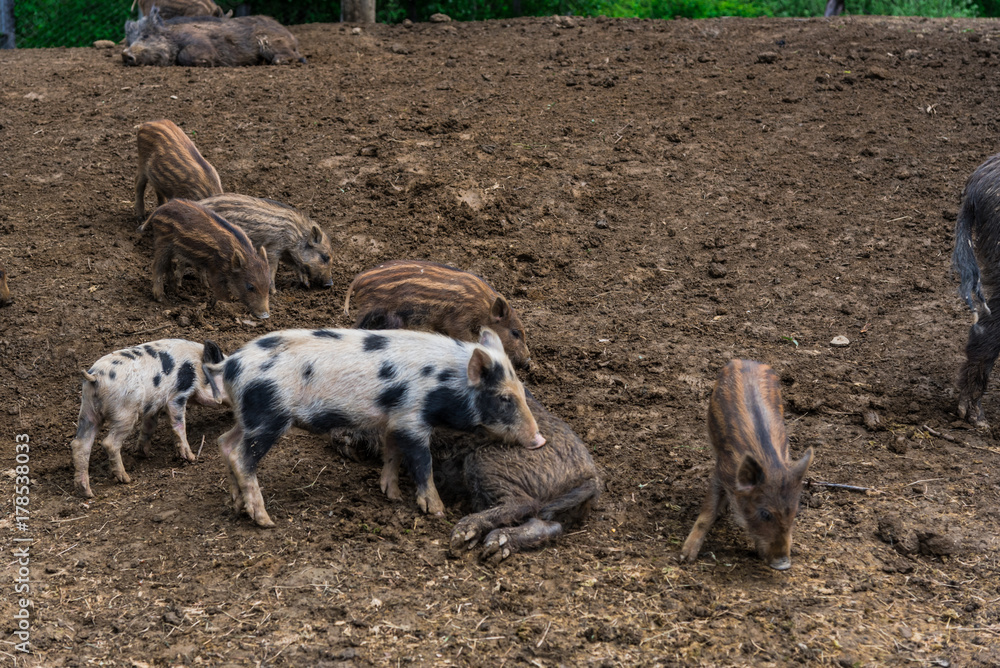 Wild boars Wild boars