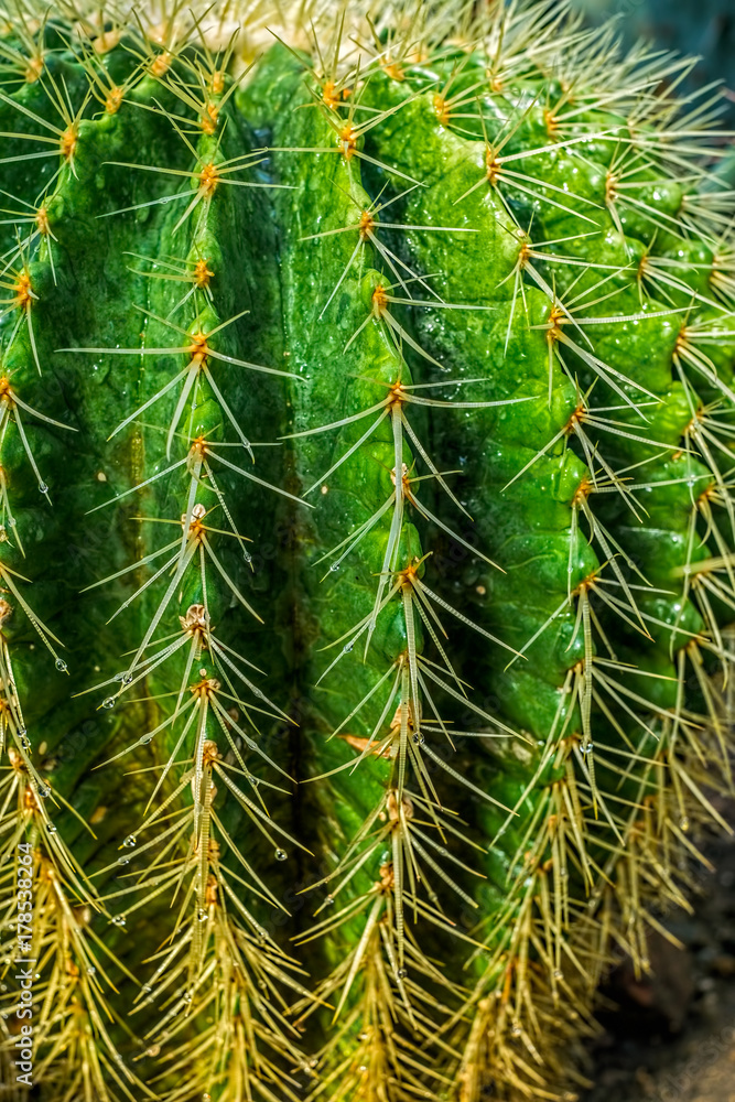 Cactus background Cactus background