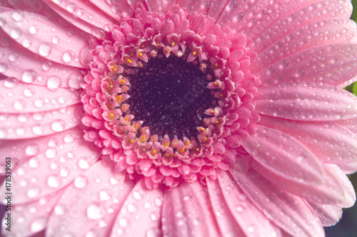 Pink gerbera flower. Closeup