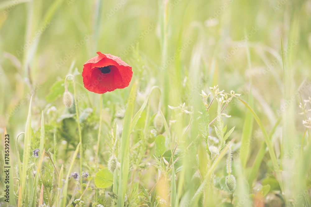 Obraz premium Coquelicot
