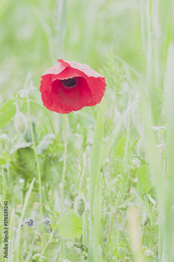 Obraz premium Coquelicot