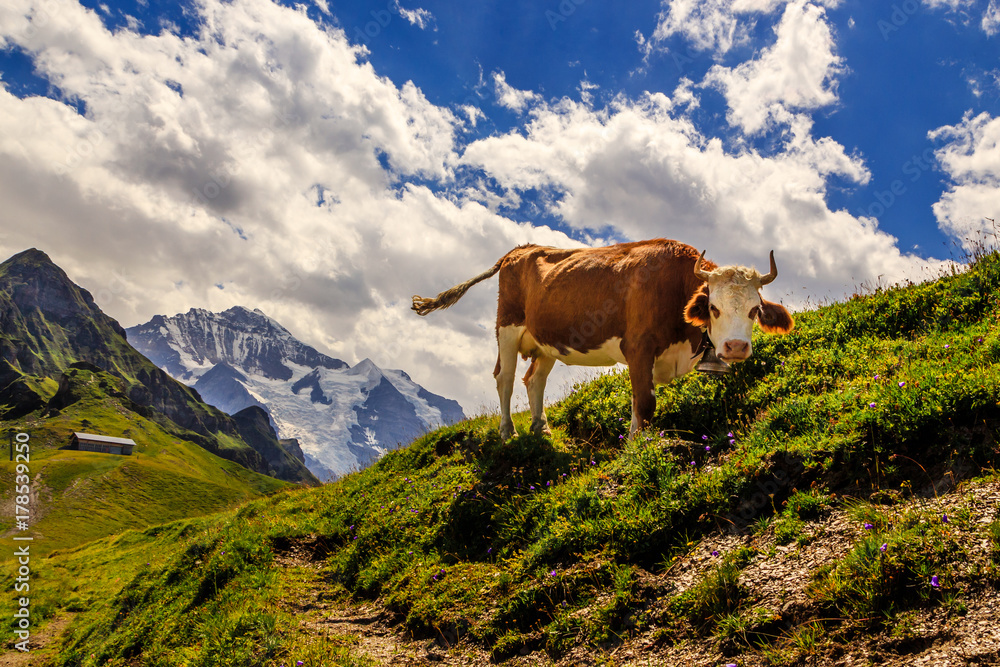 Cow on mt Männlichen in the Swiss Alps near Lauterbrunnen. The famous mt Jungfrau in the background. Cow on mt Männlichen in the Swiss Alps near Lauterbrunnen. The famous mt Jungfrau in the background.