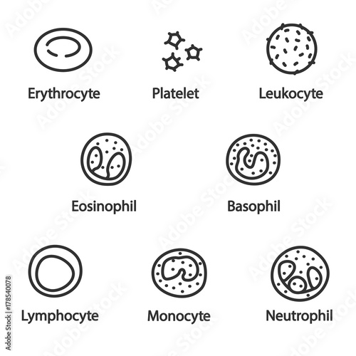 The cells of the blood, icon set. lines with editable stroke. Erythrocyte, platelet, leukocyte, monocyte, eosinophil, basophil, neutrophil, lymphocyte. Collection of linear icons.