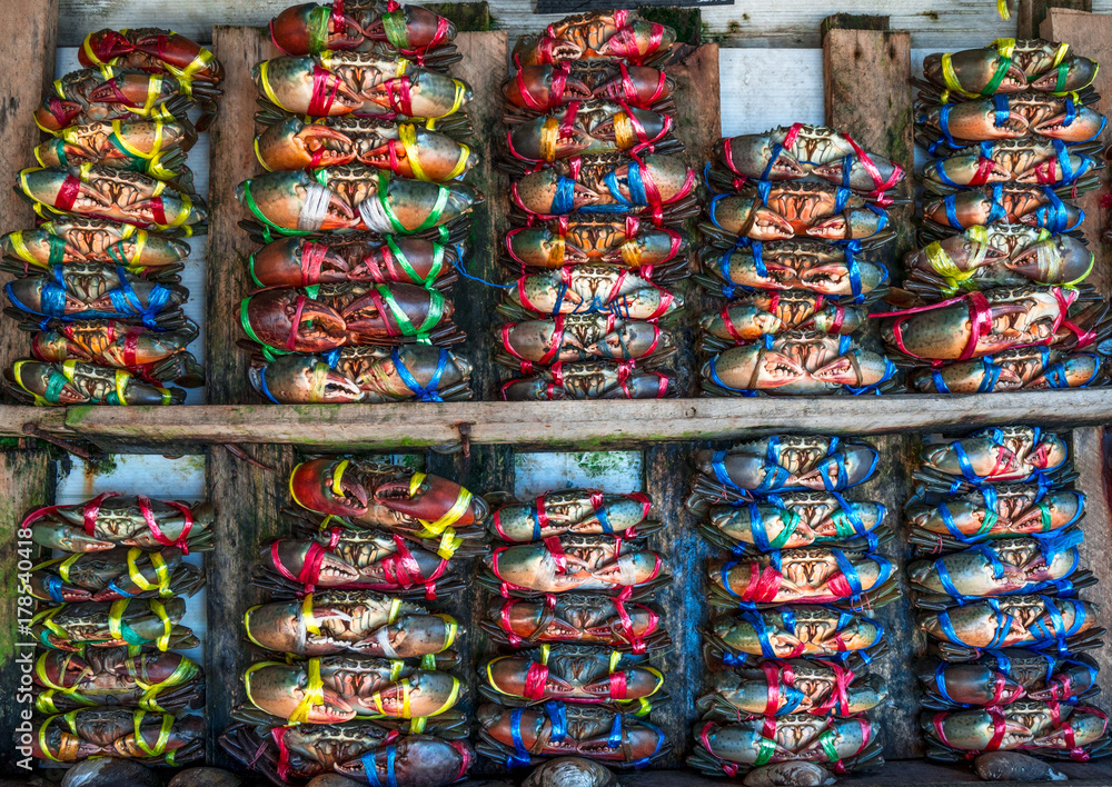Scylla serrata. Fresh crabs are tied with colorful plastic ropes and arranged in a neat rows at the seafood market in Thailand. Raw materials for seafood restaurants concept.