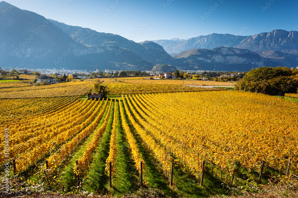 Vineyards in Trento in autumn