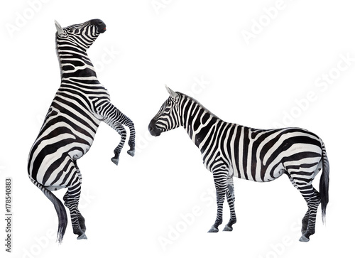 Two zebras playing. Funny animals isolated on white background.