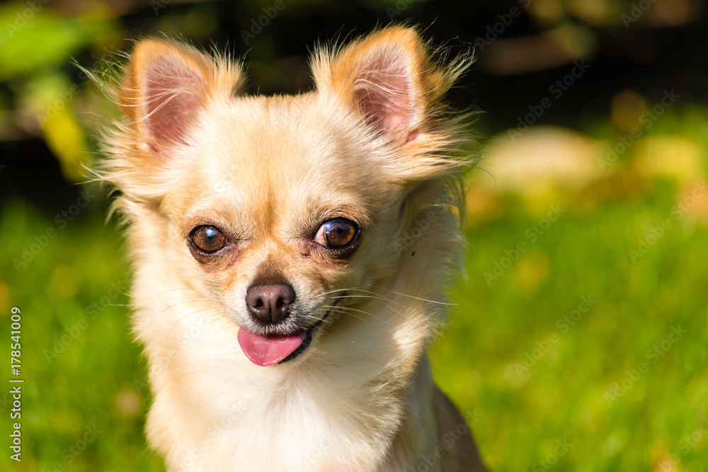 Very cute small dog chihuahua sitting on the grass
