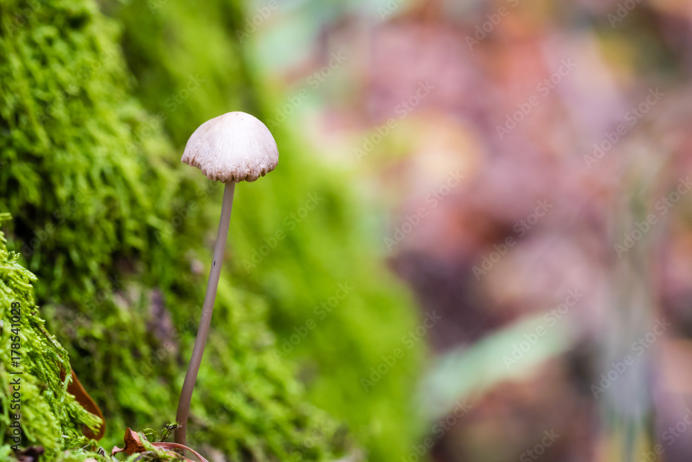 Macro photography of small magic mushroom growing on green moss Macro photography of small magic mushroom growing on green moss