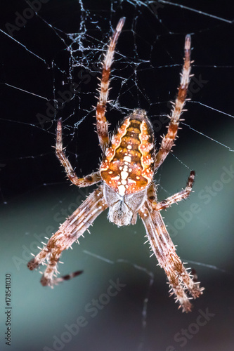 Macrophotography of ugly small common spider also known as Araneus diadematus or cross spider