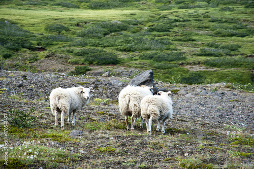 Sheeps in a typical Icelandic landscape, a wild nature of rocks and shrubs, rivers and lakes.
