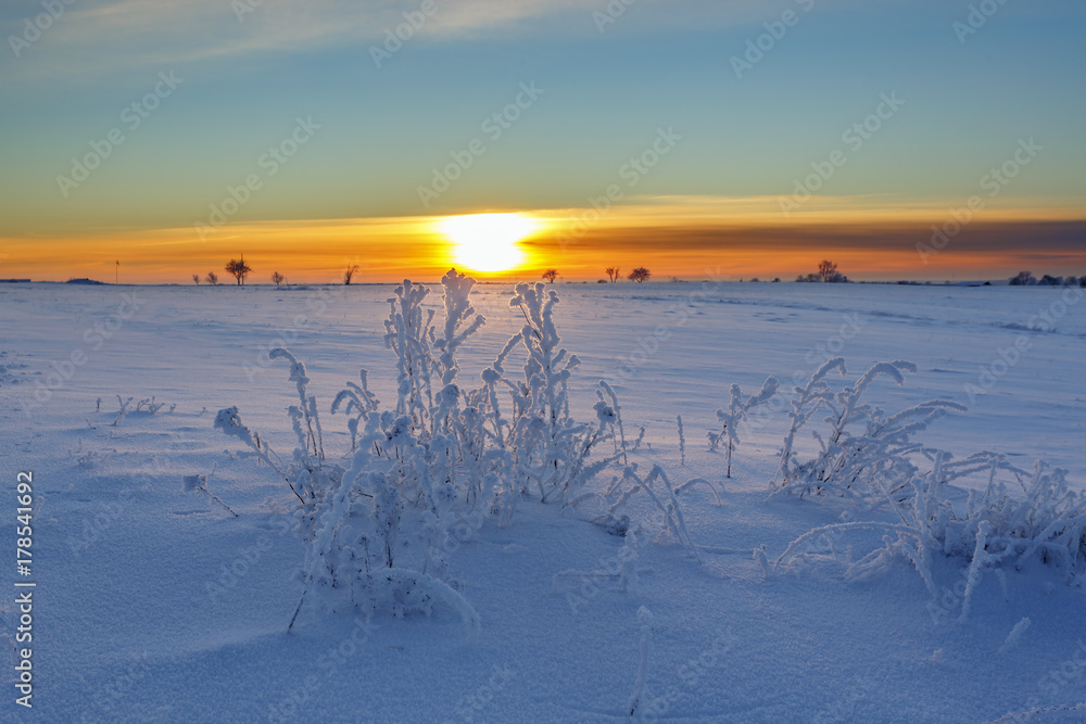 Wintrigt landscape with frosty plants and snow at sunset