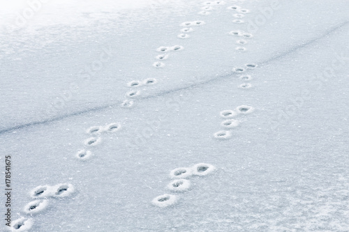 Traces of a hare on the ice