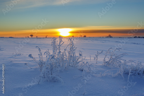 Wintrigt landscape with frosty plants and snow at sunset © Lars Johansson