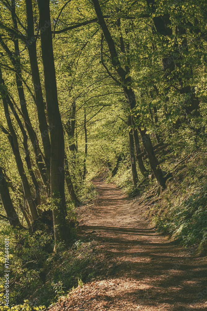 Fototapeta premium Dark moody forest with path and green trees, natural outdoor vintage background