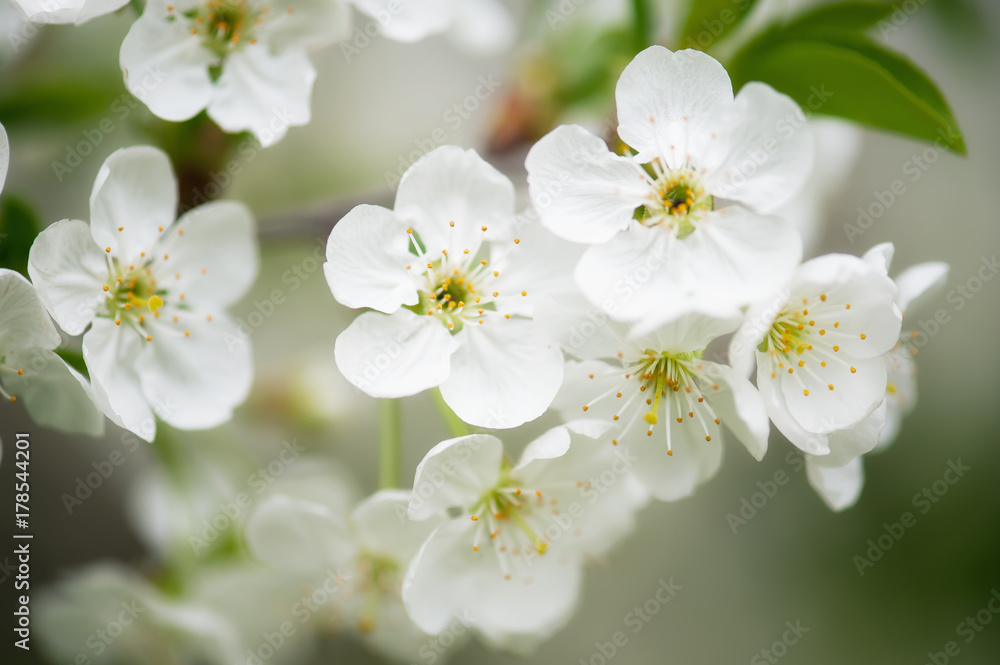 Blossoming of cherry flowers in spring time, natural seasonal floral background. Macro image Blossoming of cherry flowers in spring time, natural seasonal floral background. Macro image