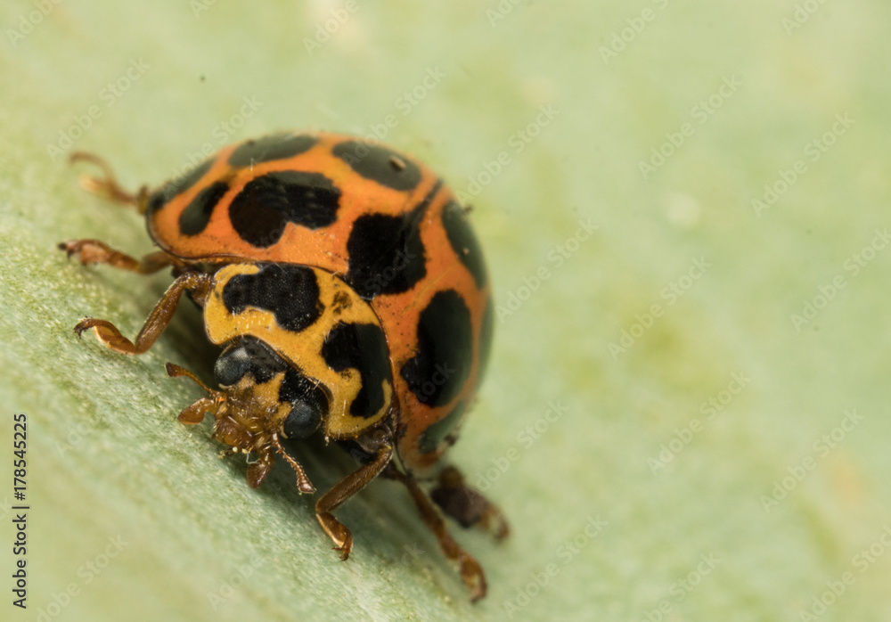 Fototapeta premium Ladybug on a leaf
