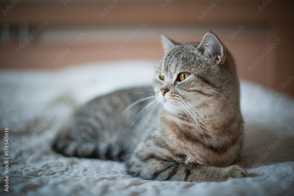 Obraz premium British Shorthair cat with yellow eyes lying on the bed.