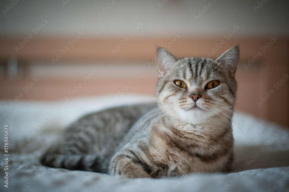 British Shorthair cat with yellow eyes lying on the bed.