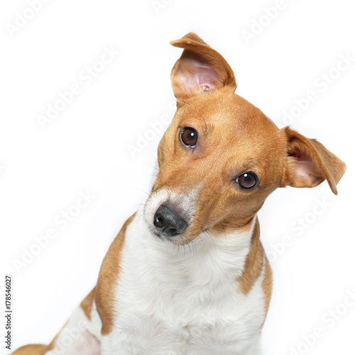 Jack Russell Terrier. Funny cute young dog sitting, posing and looking at camera in studio. © Khorzhevska