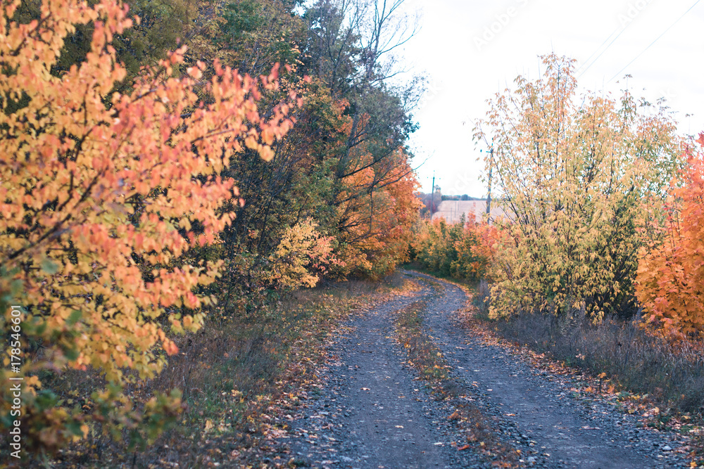 Naklejka premium Autumn road on a cloudy October day.