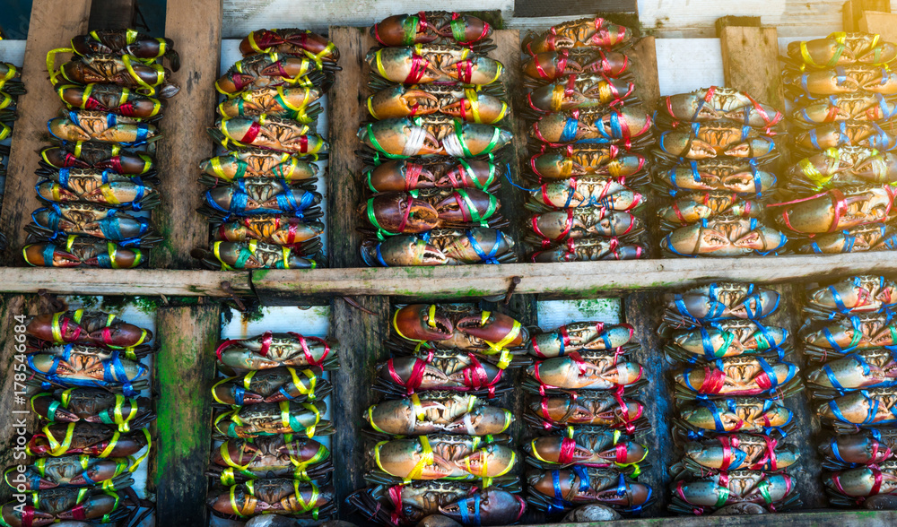 Scylla serrata. Fresh crabs are tied with colorful plastic ropes and arranged in a neat rows at the seafood market in Thailand. Raw materials for seafood restaurants concept.