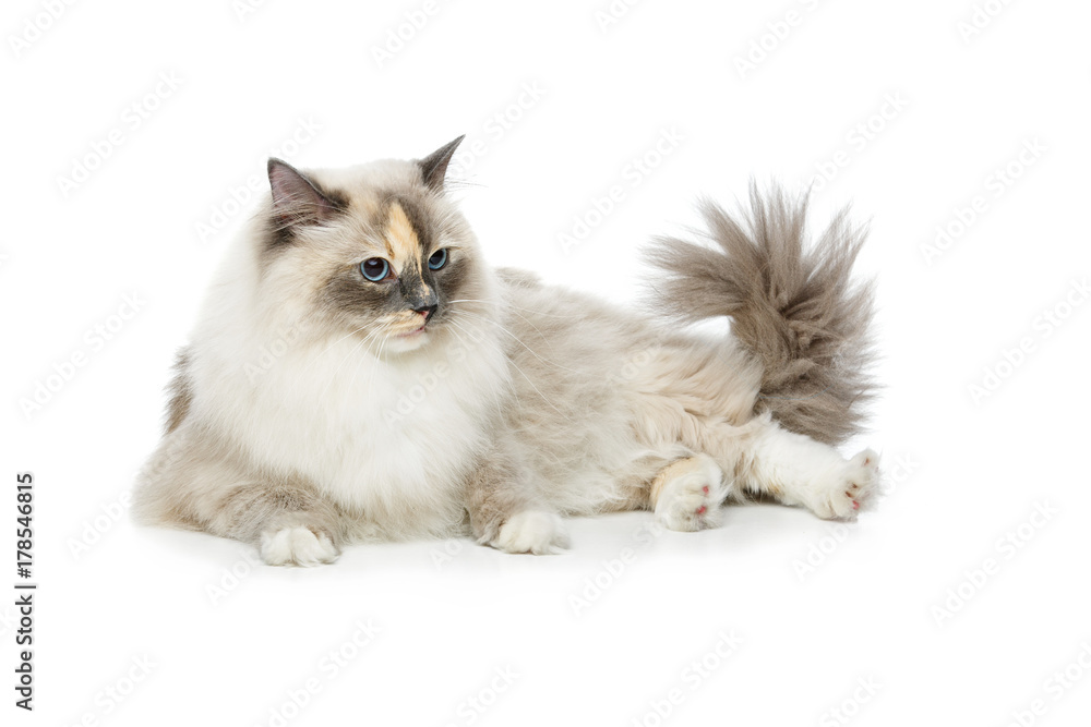 beautiful birma cat isolated on white